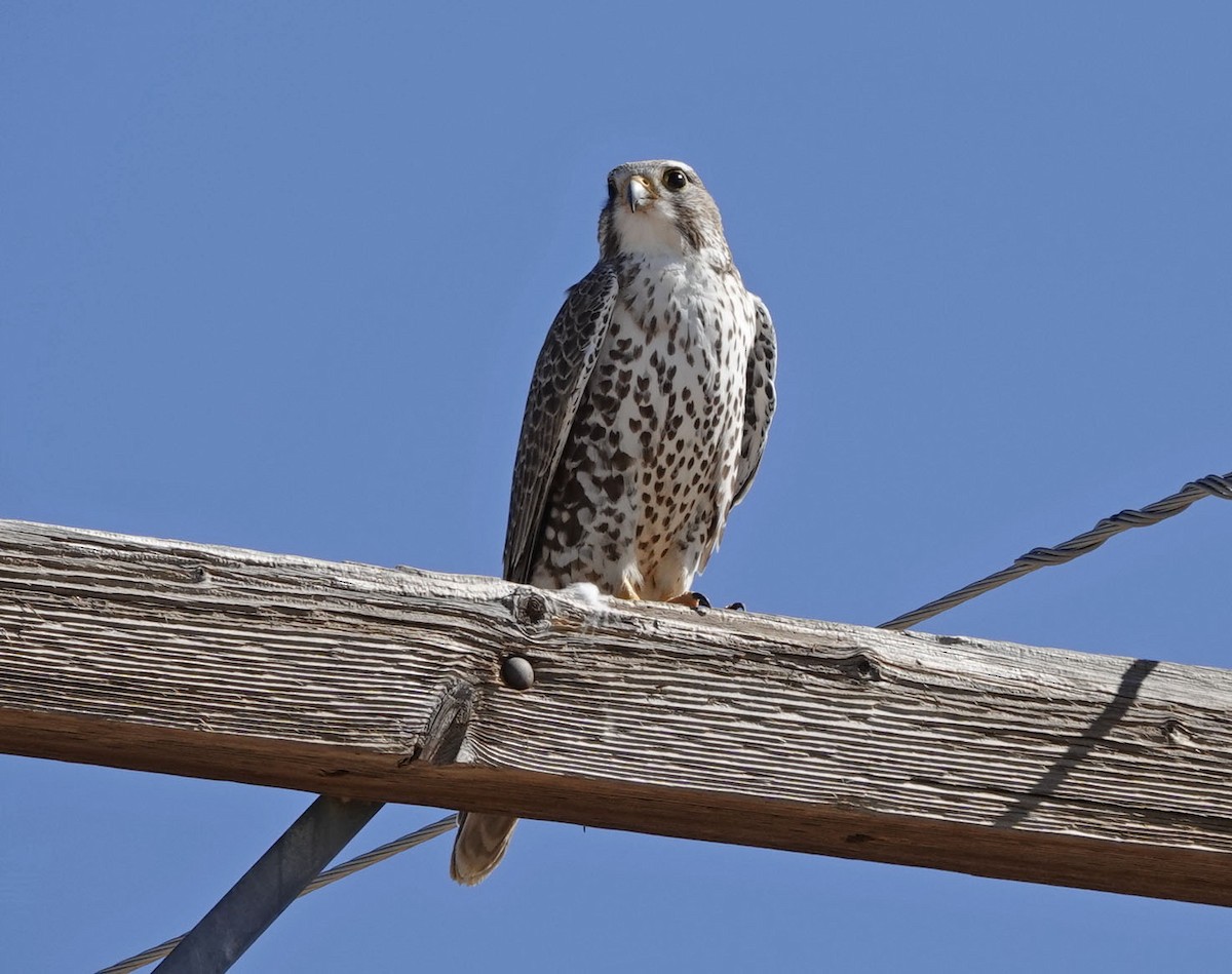 Prairie Falcon - ML615025379