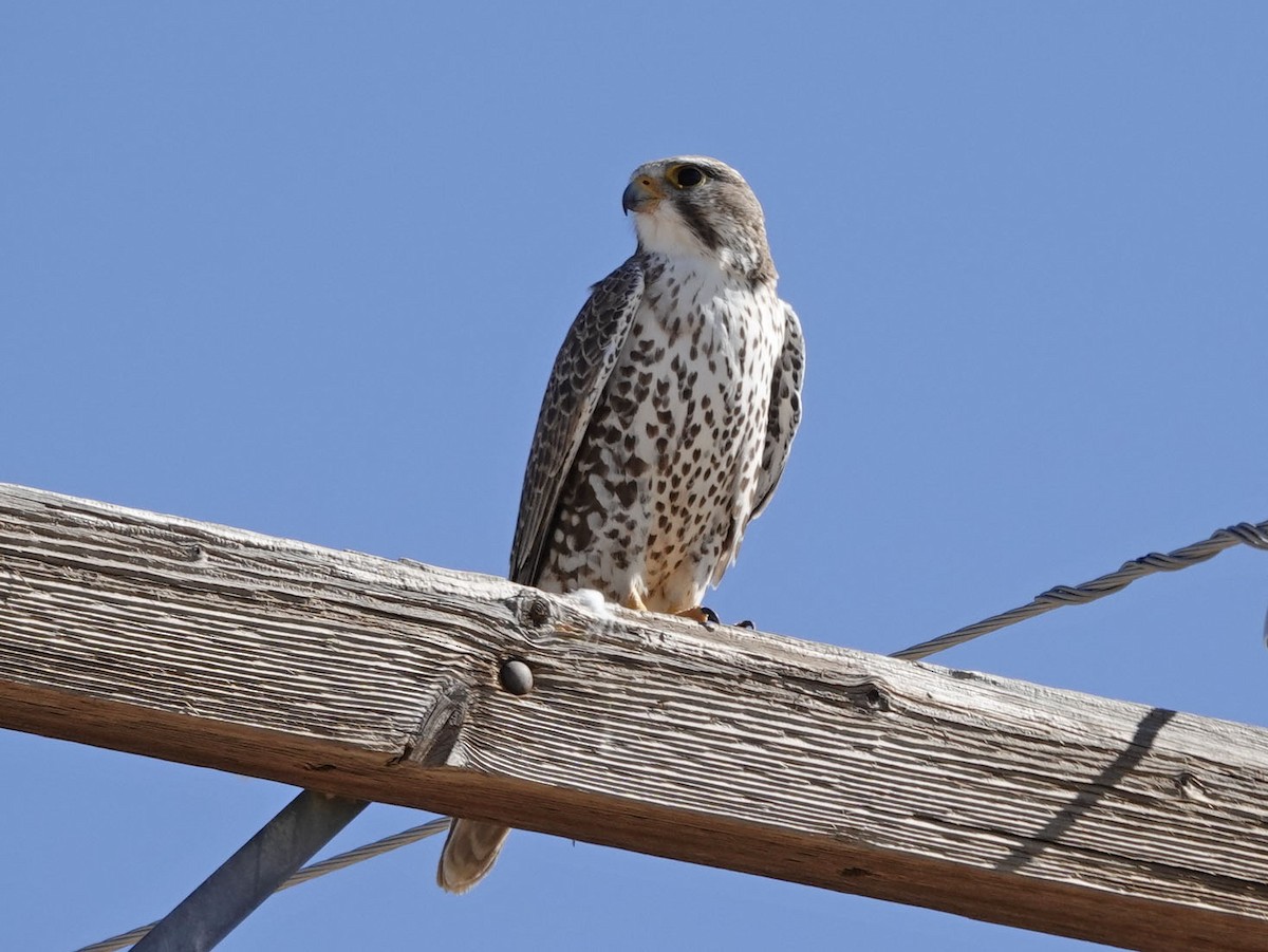 Prairie Falcon - ML615025380