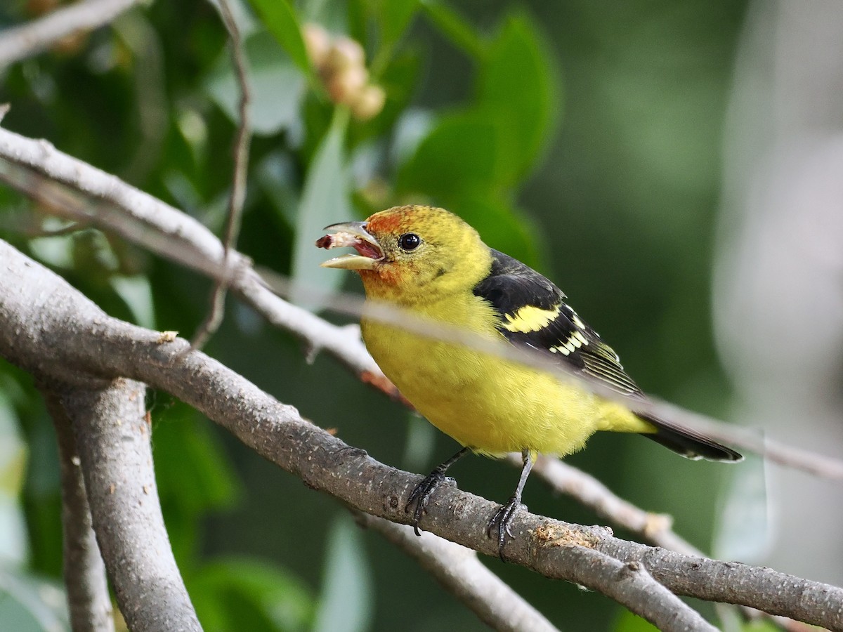 Western Tanager - Gabriel Willow