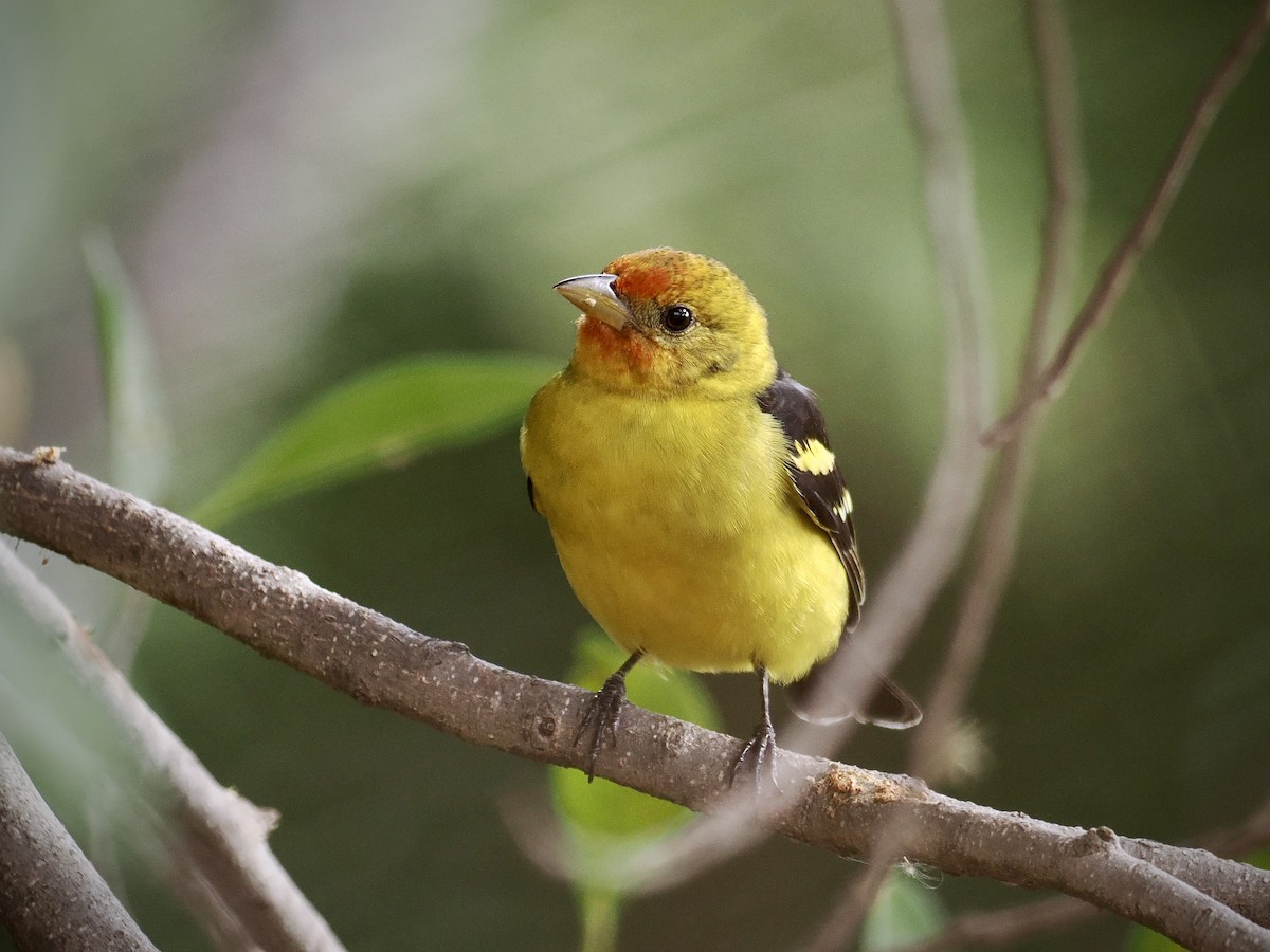 Western Tanager - ML615025466