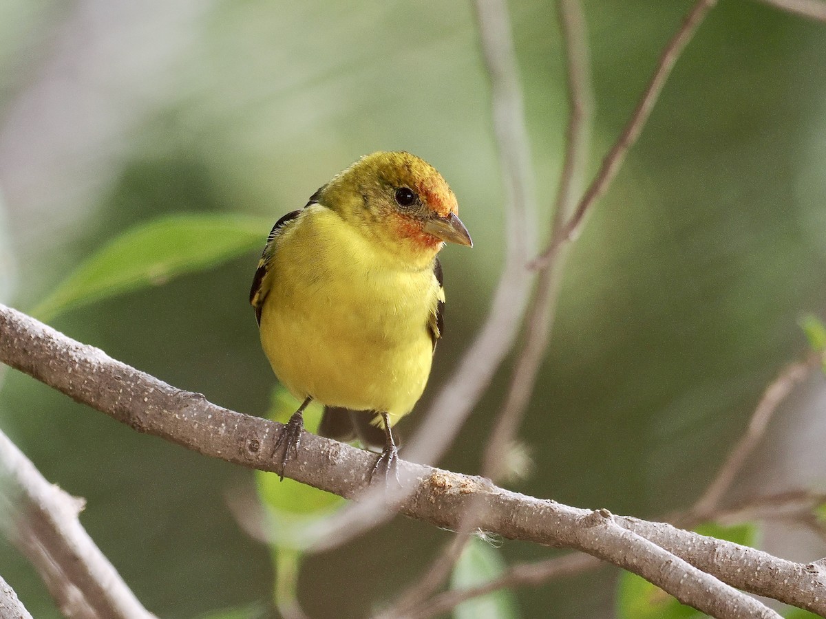 Western Tanager - ML615025467