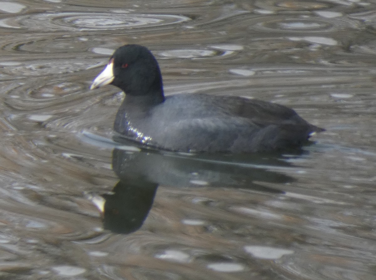 American Coot - ML615025476