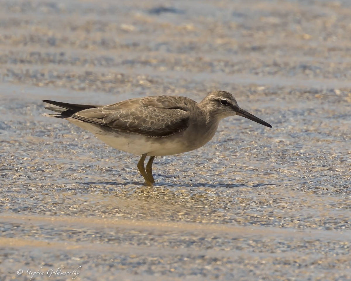 Gray-tailed Tattler - ML615025483