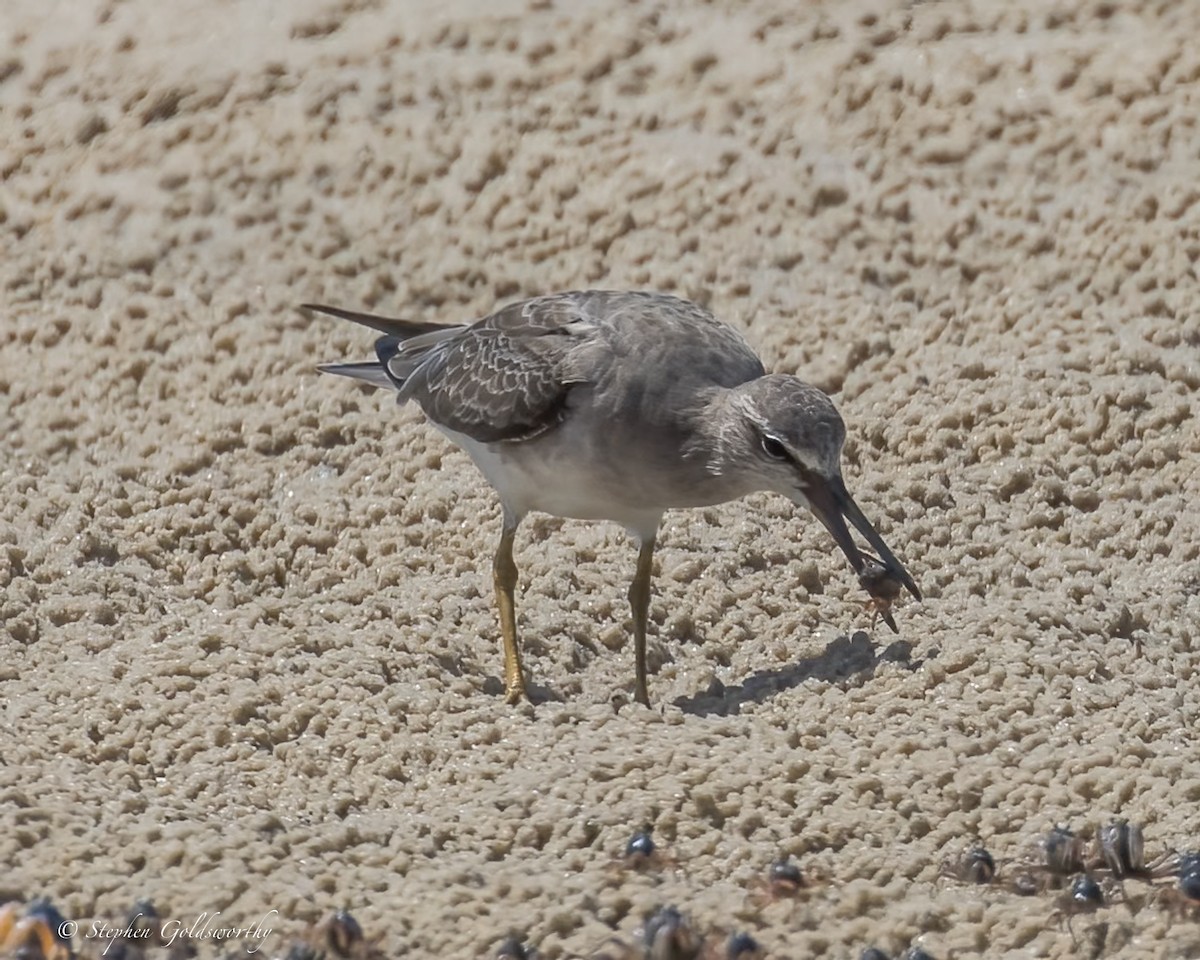 Gray-tailed Tattler - ML615025484