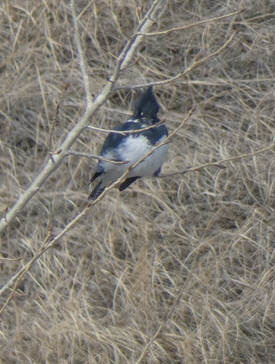 Belted Kingfisher - Gerald "Jerry" Baines