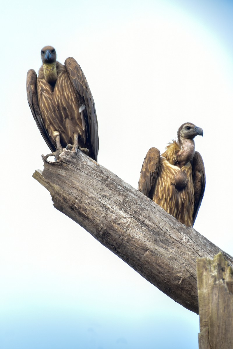 Indian Vulture - ML615025518