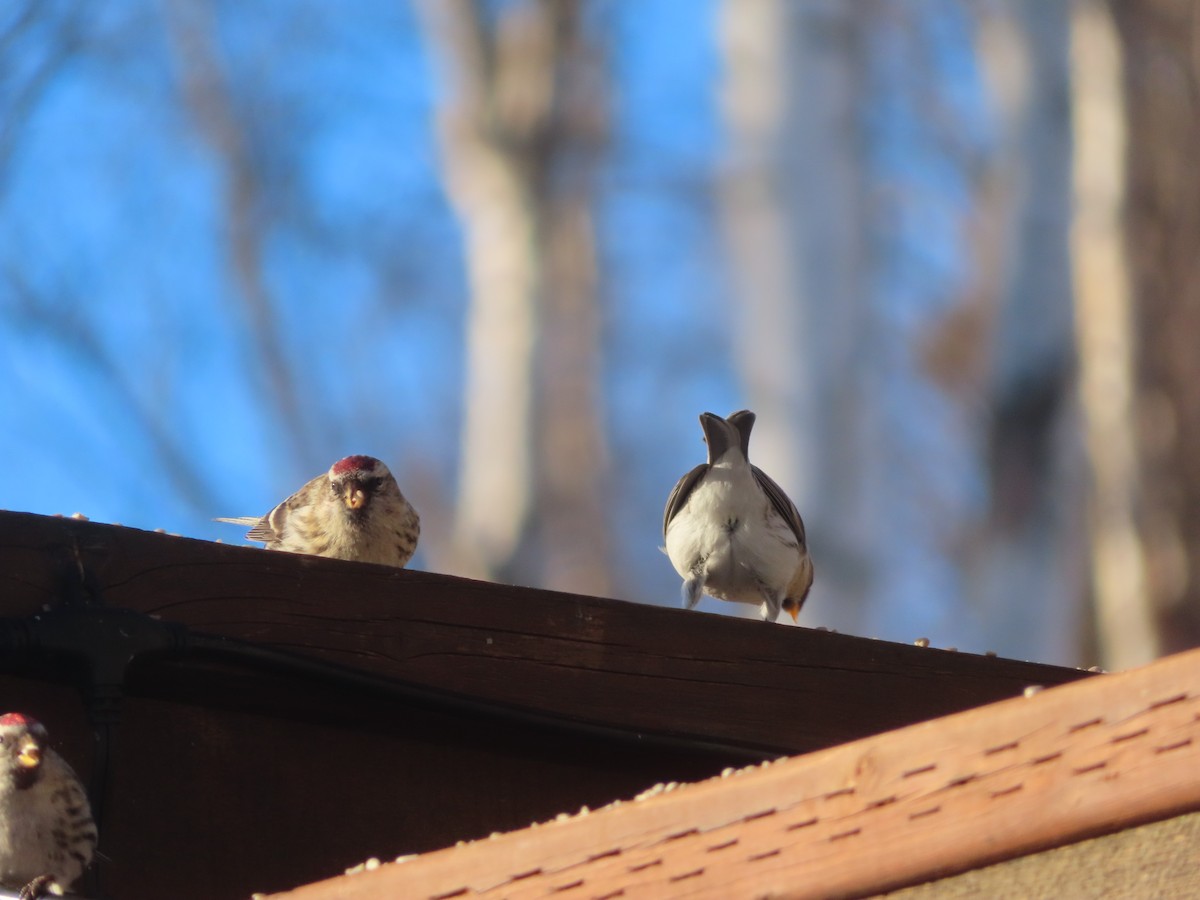 Redpoll (Hoary) - ML615025519