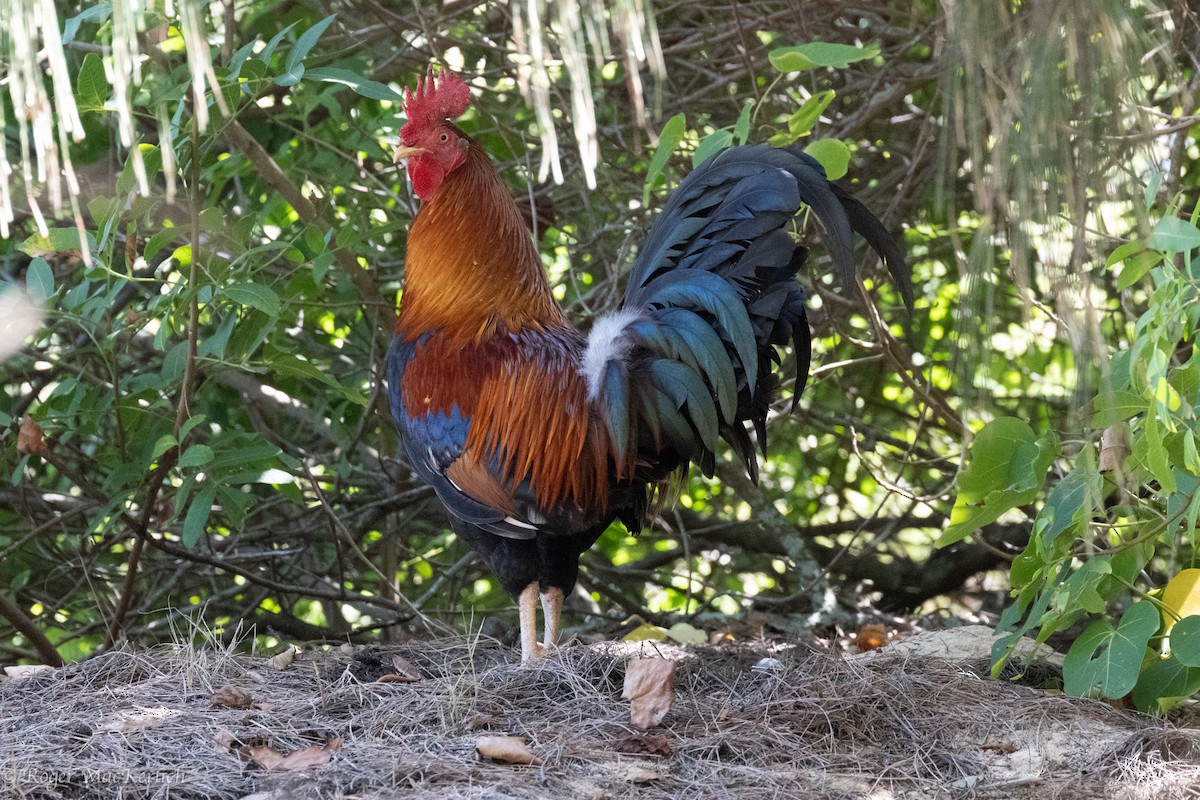 Red Junglefowl (Domestic type) - ML615025574