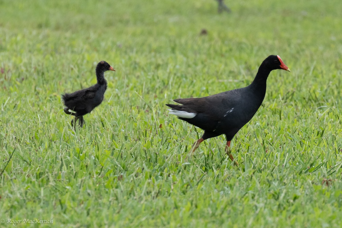 Common Gallinule - ML615025584