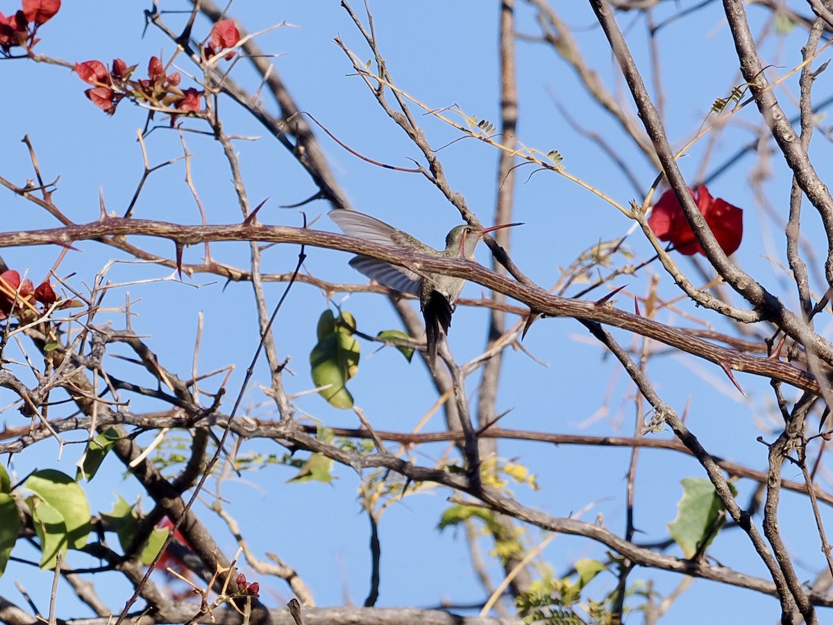 Dusky Hummingbird - ML615025593