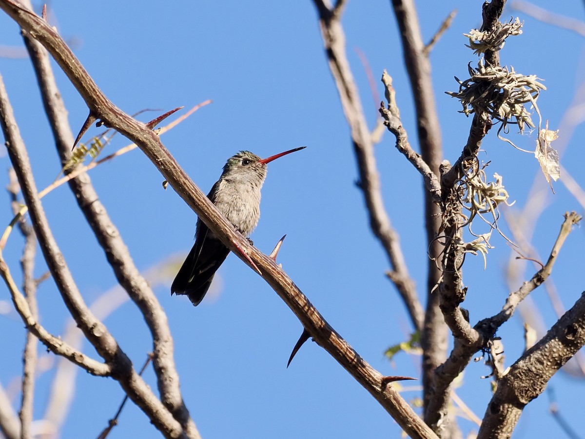 Dusky Hummingbird - ML615025594