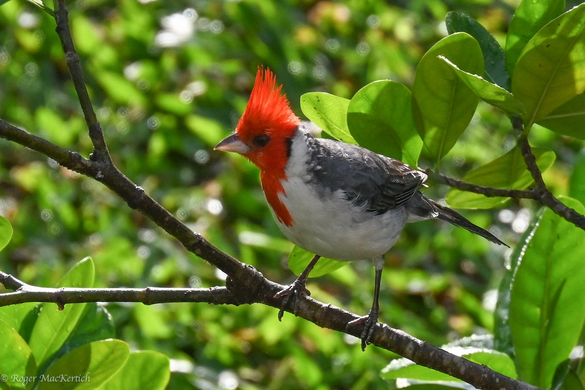 Red-crested Cardinal - ML615025640