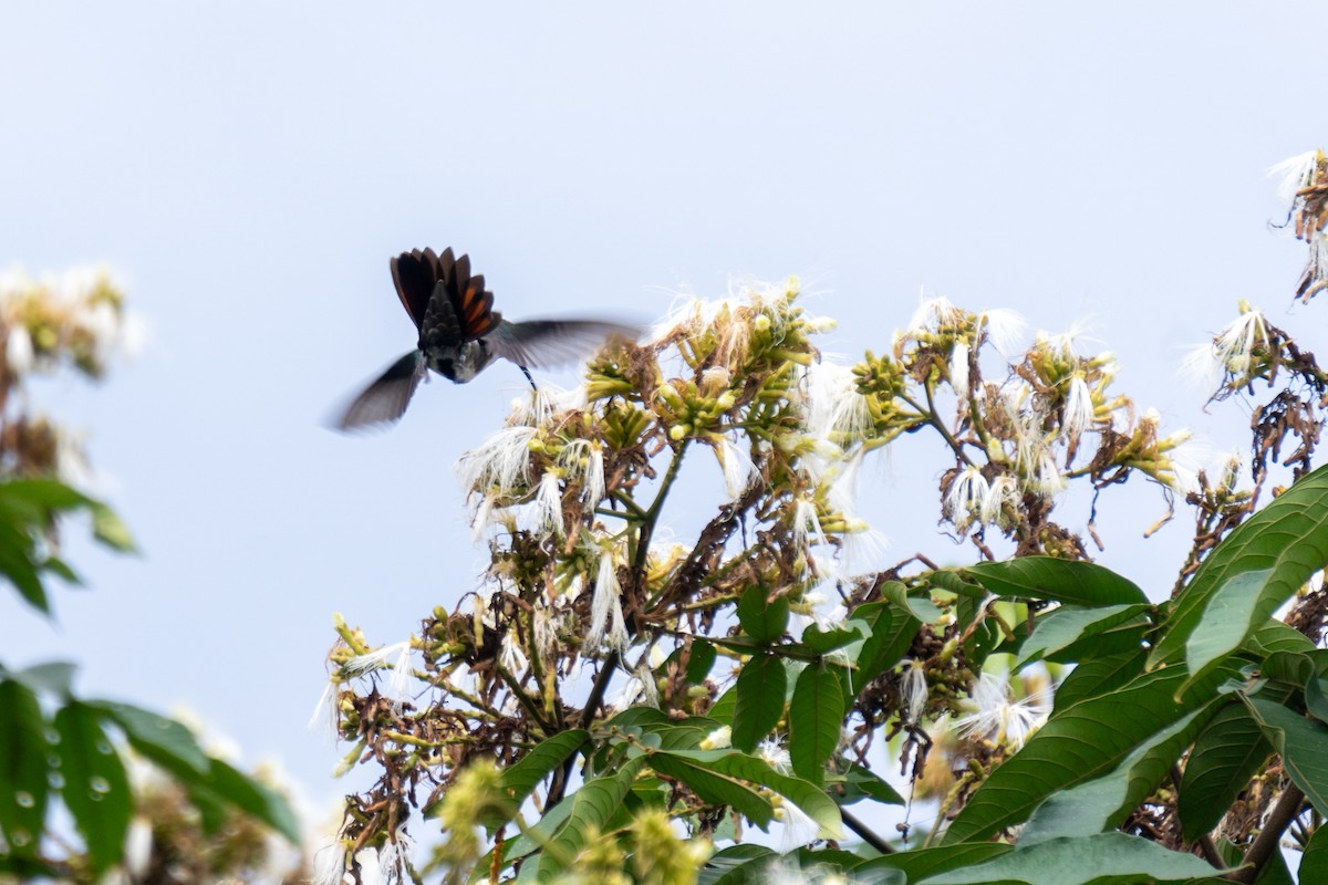 Black-throated Mango - ML615025649