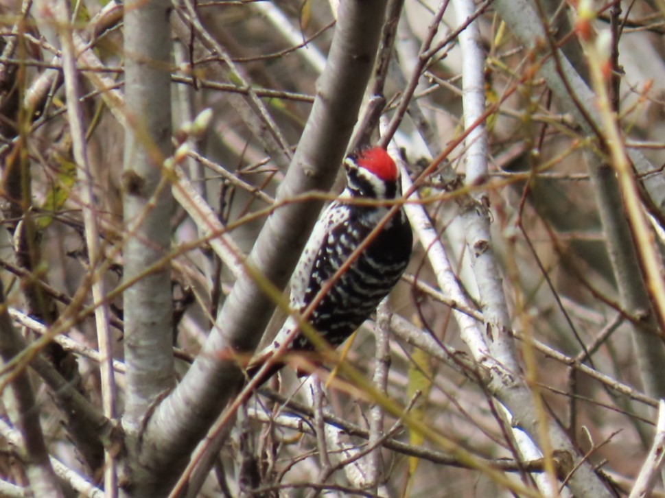 Nuttall's Woodpecker - ML615025726
