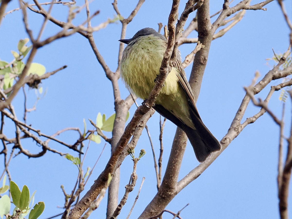 Cassin's Kingbird - ML615025760