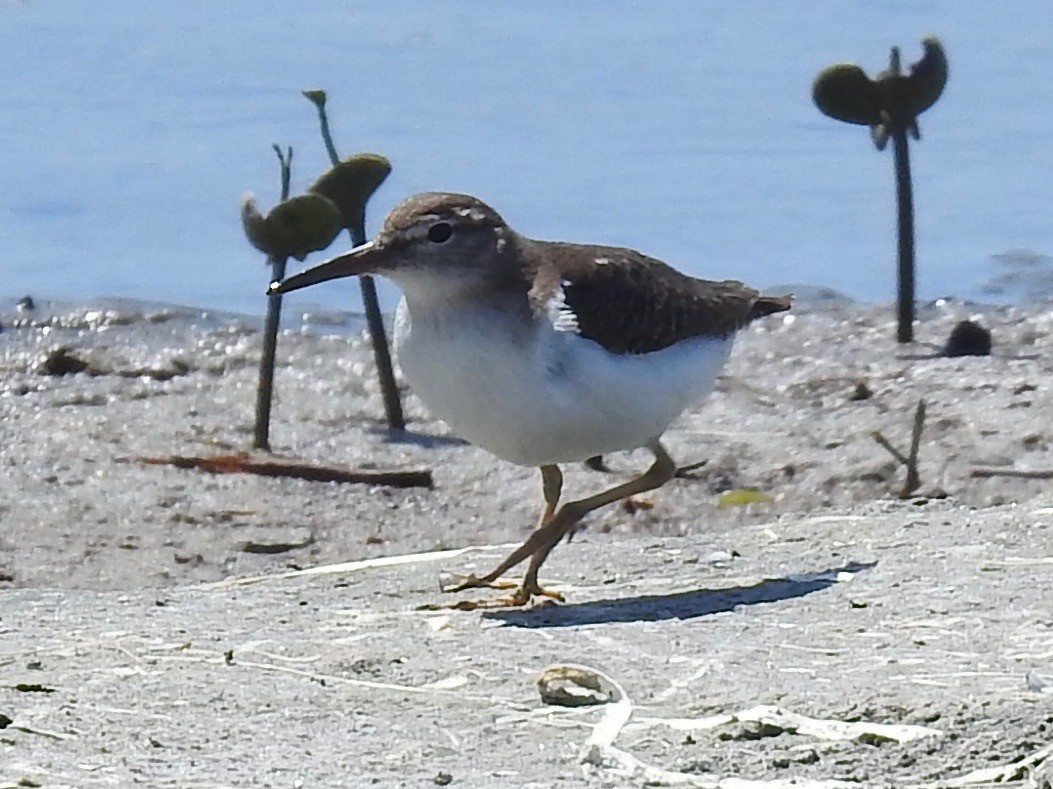 Spotted Sandpiper - ML615025807