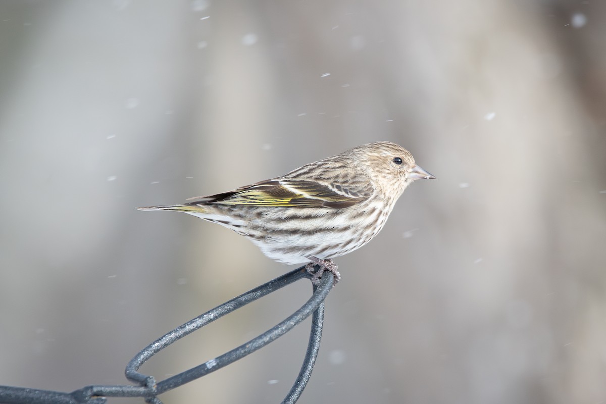 Pine Siskin - ML615025866