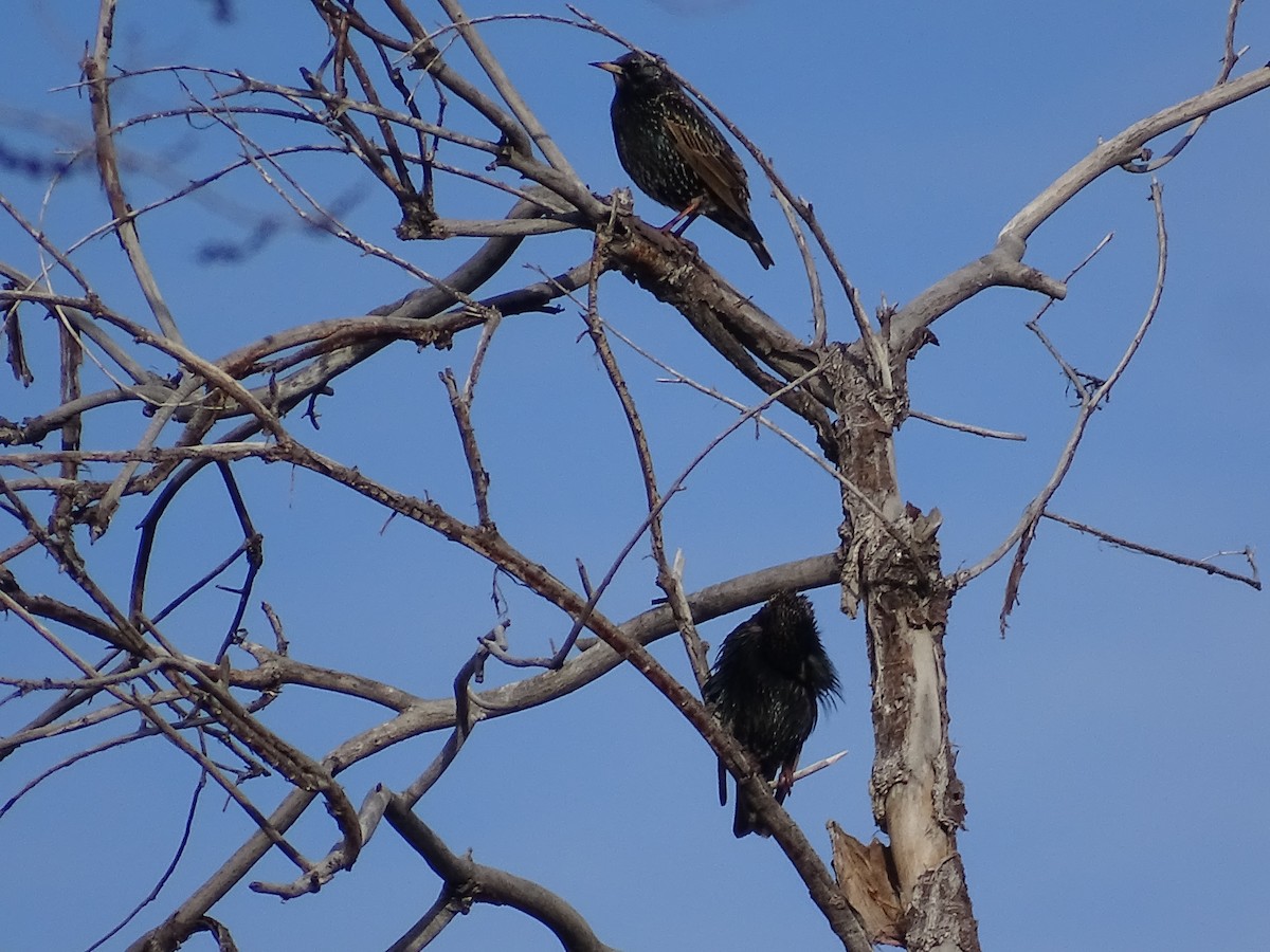 European Starling - ML615025875