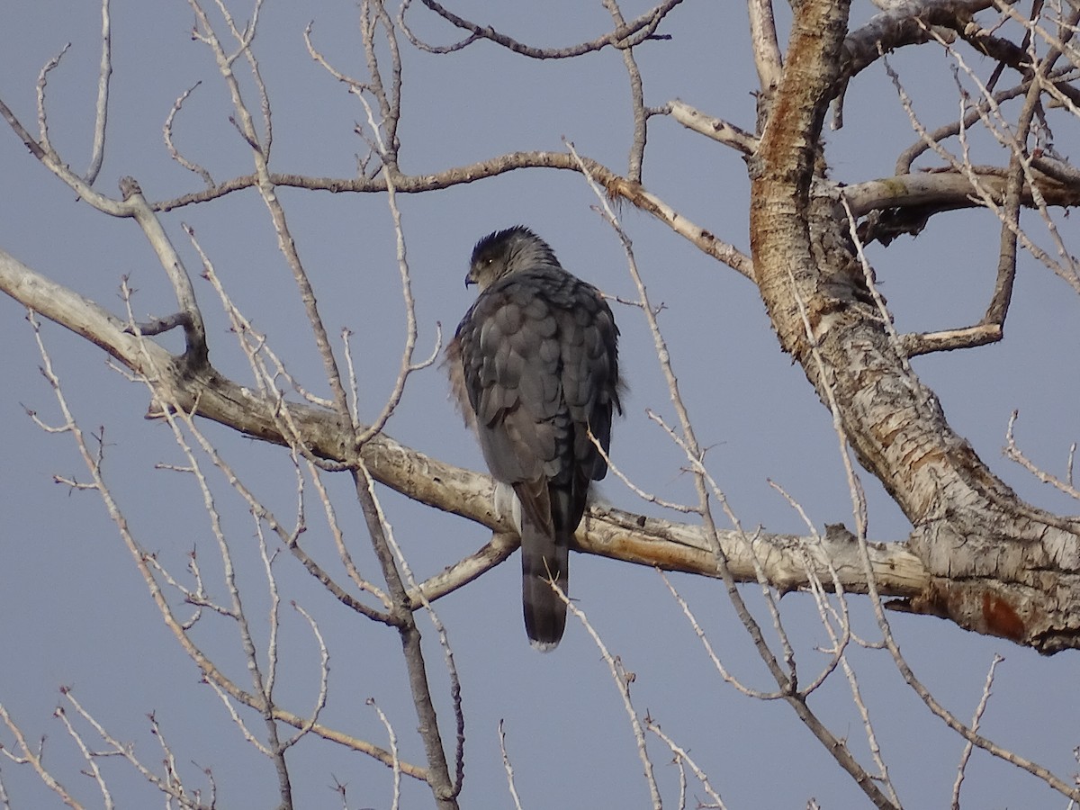 Cooper's Hawk - ML615025900