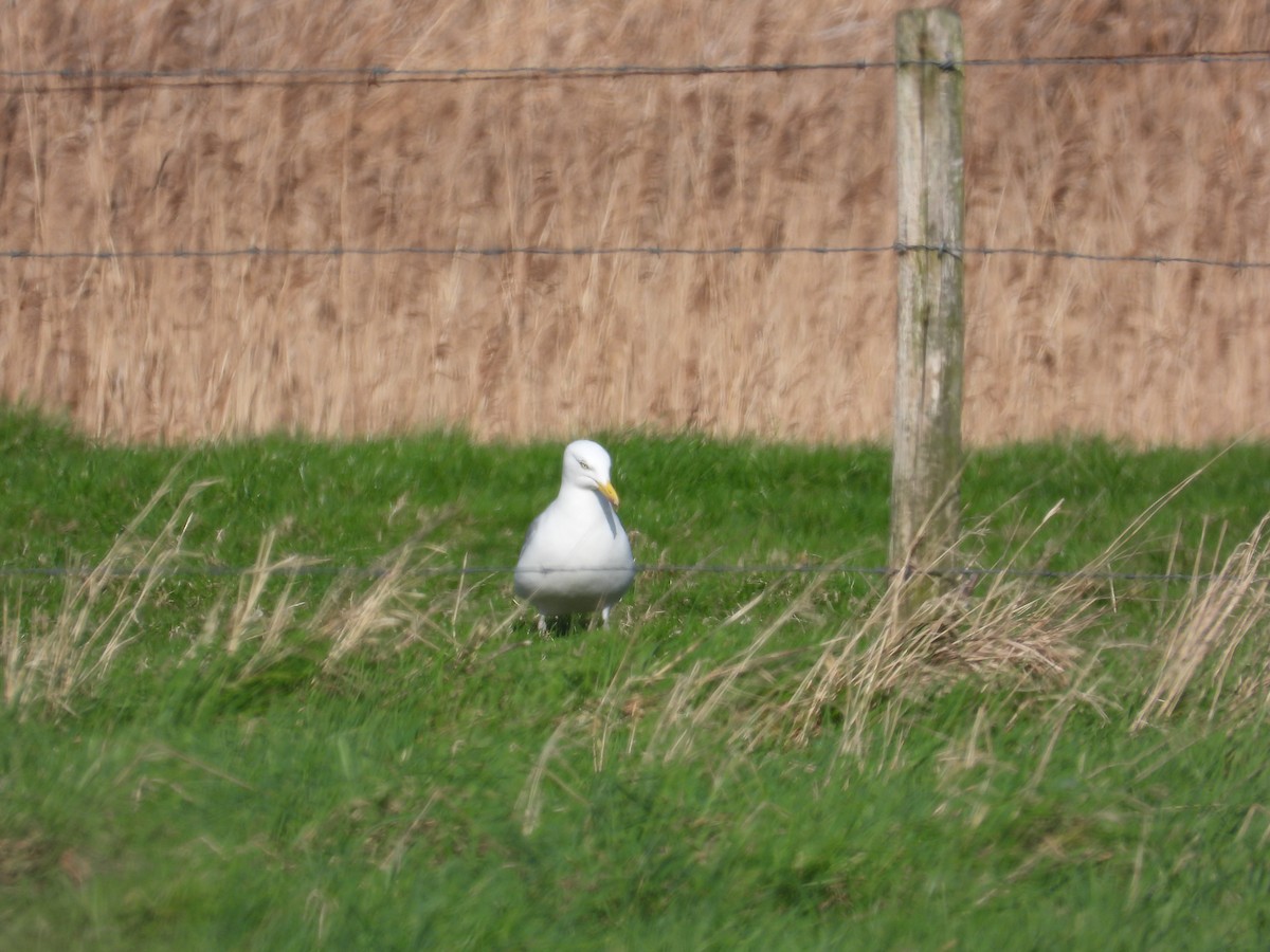 Herring Gull (European) - Anqi Xu