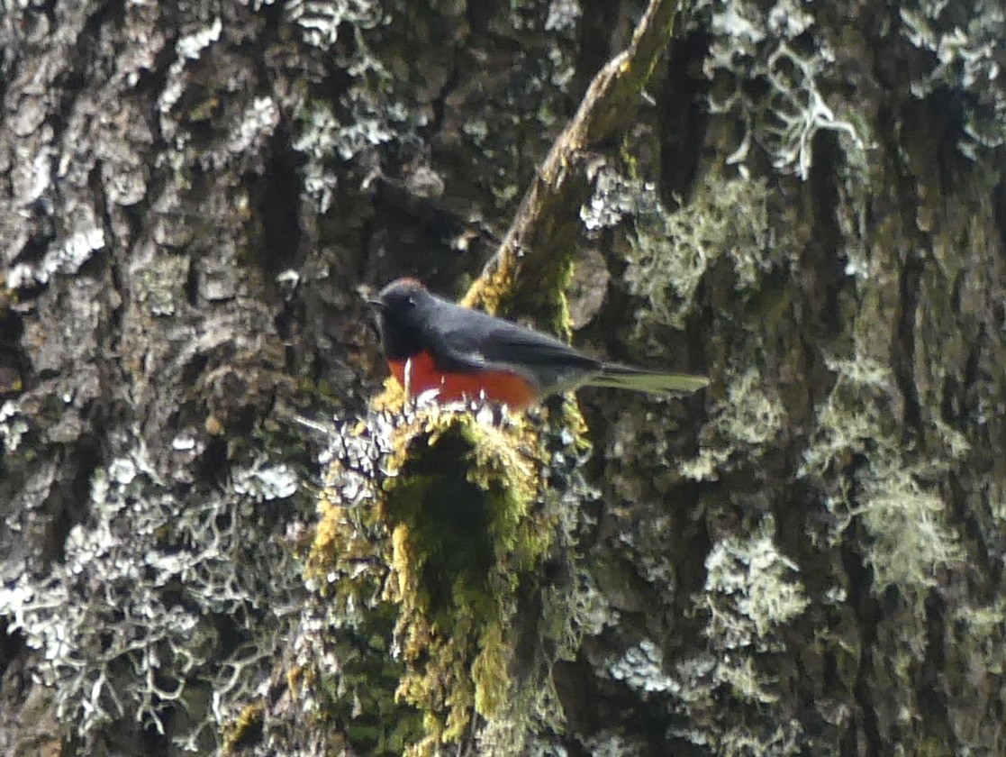 Slate-throated Redstart - ML615026157