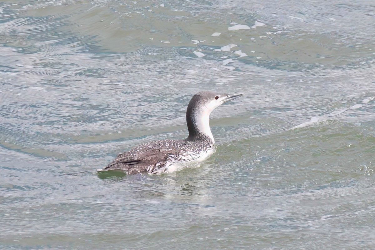 Sterntaucher - ML615026167