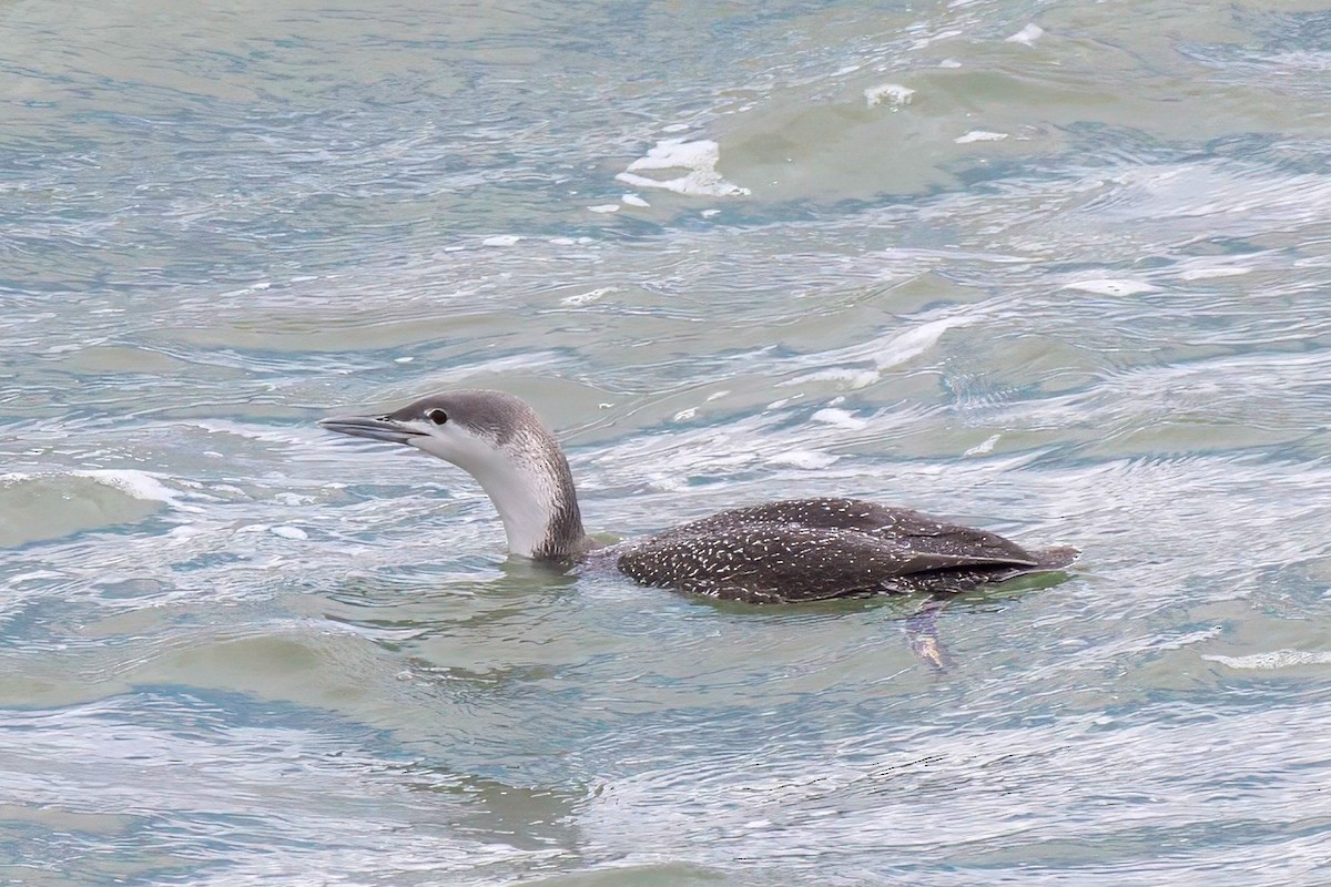 Sterntaucher - ML615026168