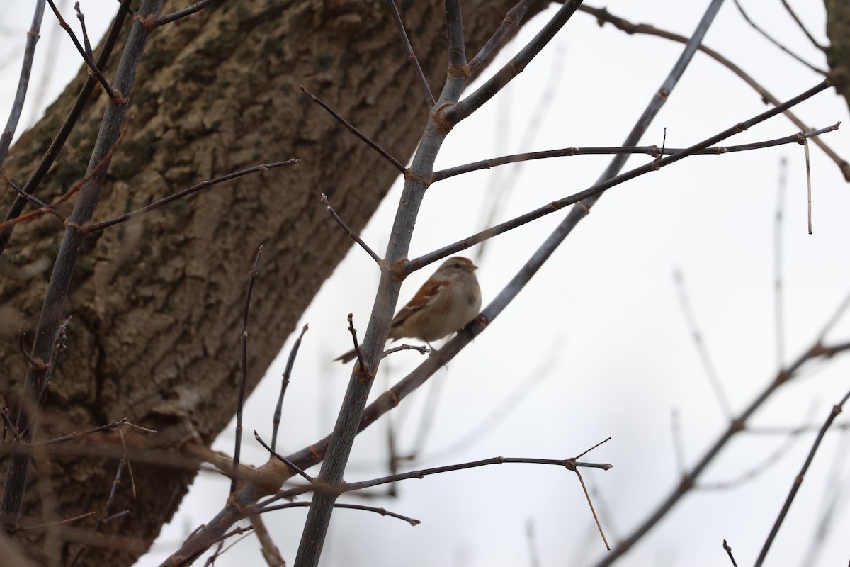American Tree Sparrow - ML615026337