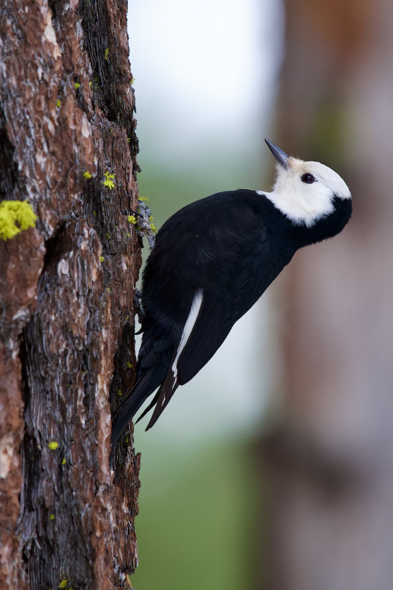 White-headed Woodpecker - Félix Cloutier