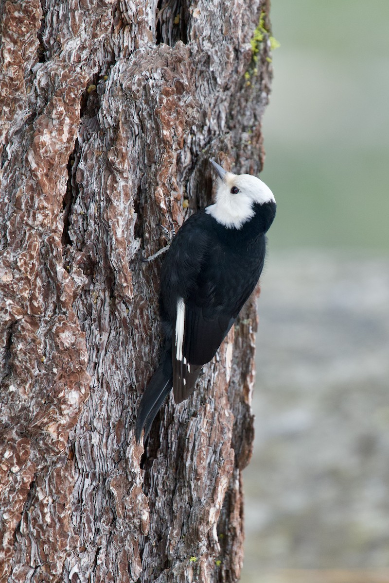 White-headed Woodpecker - Félix Cloutier