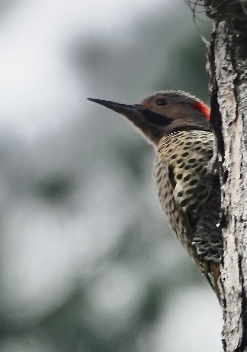 Northern Flicker (Cuban) - ML615026401