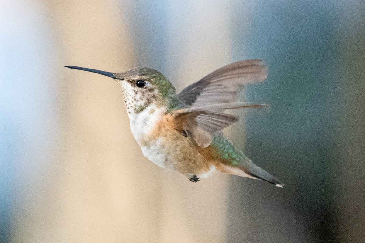 Rufous Hummingbird - ML615026456