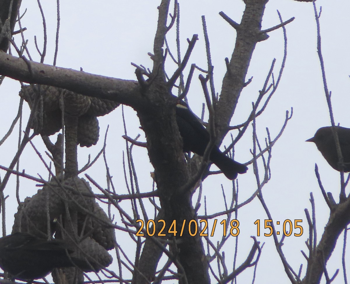 Tricolored Blackbird - ML615026613