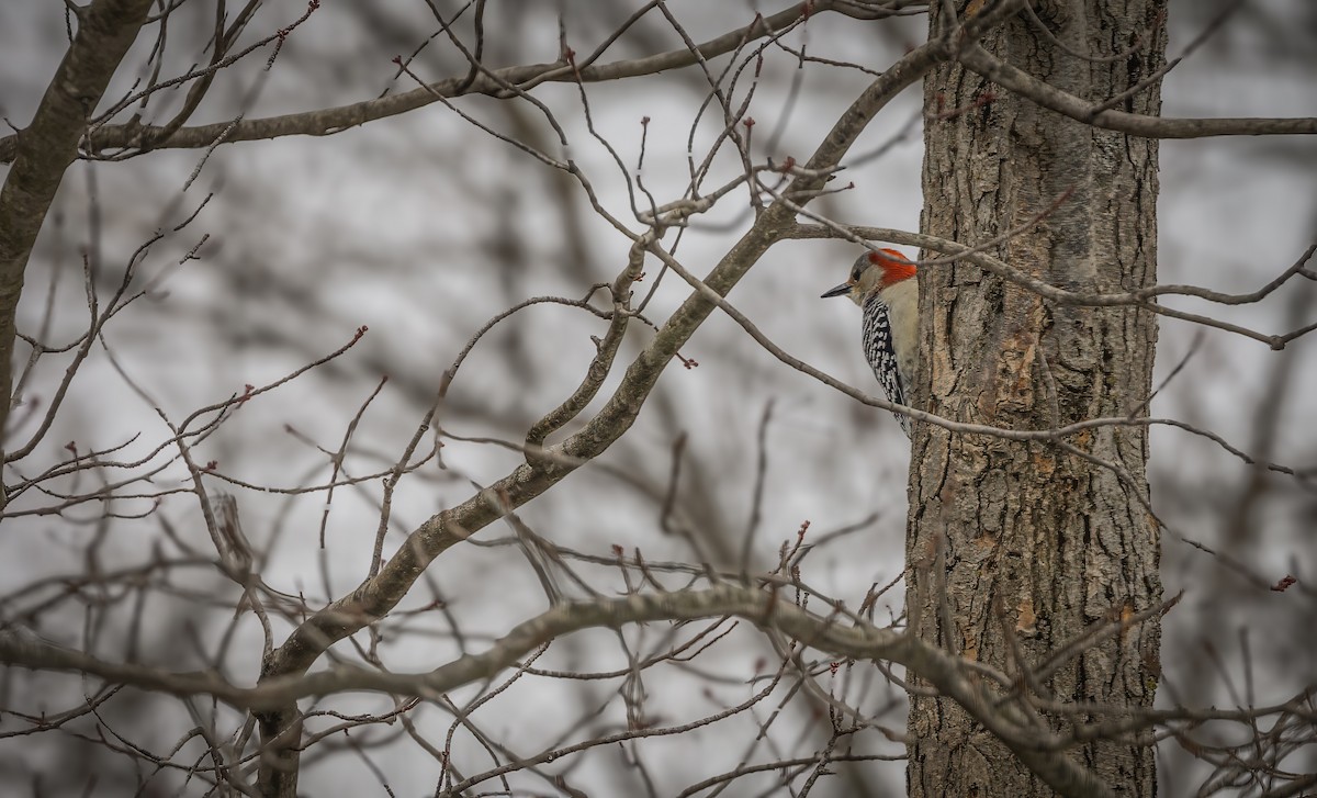 Red-bellied Woodpecker - ML615026619