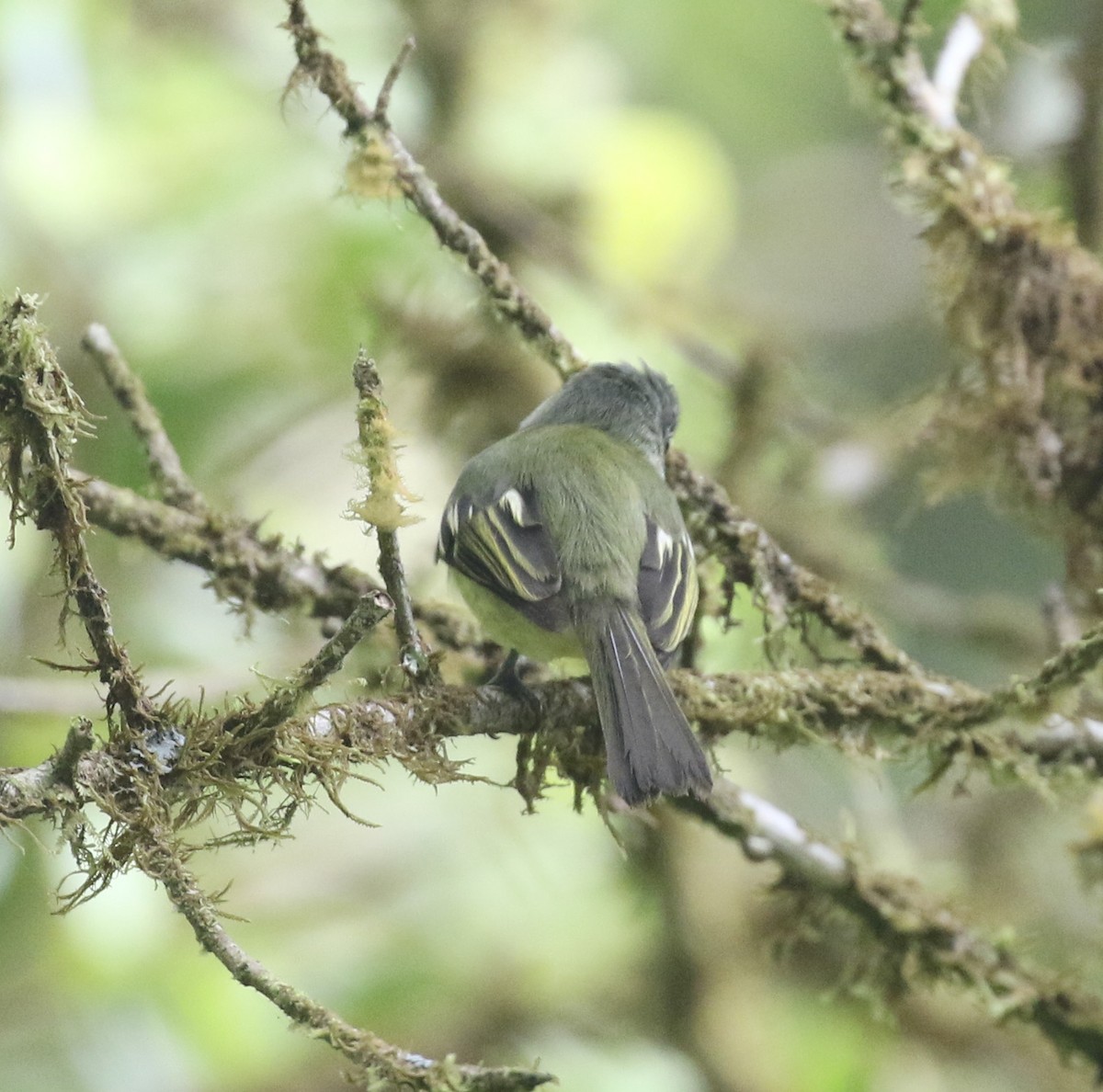 Yellow-winged Flatbill - Mike O'Malley