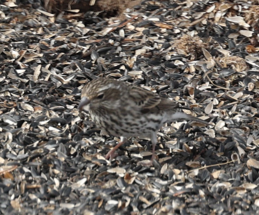 Cassin's Finch - David Cunningham