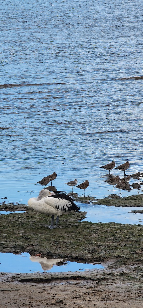 Nordmann's Greenshank - John Gorey