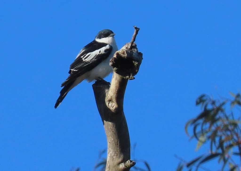 White-winged Triller - ML615026713