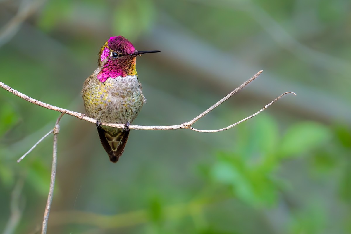 Anna's Hummingbird - TJ Hastings