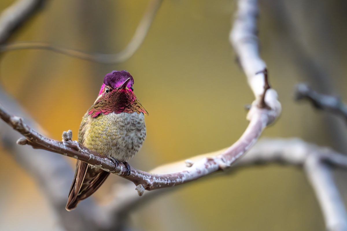 Anna's Hummingbird - ML615026716