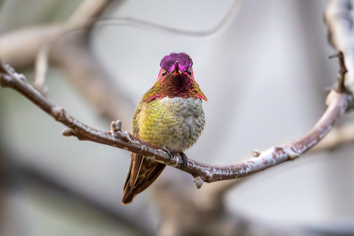 Anna's Hummingbird - ML615026717