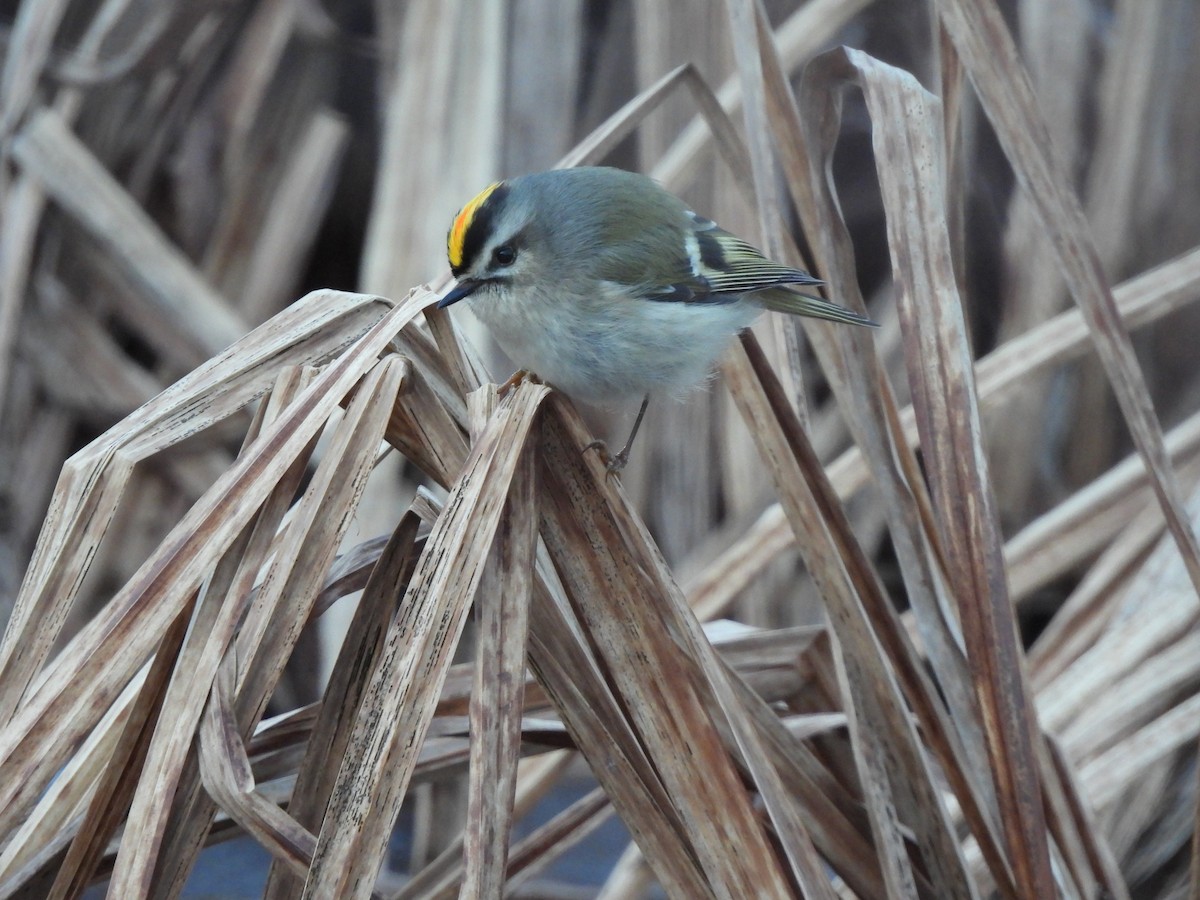 Golden-crowned Kinglet - ML615026722