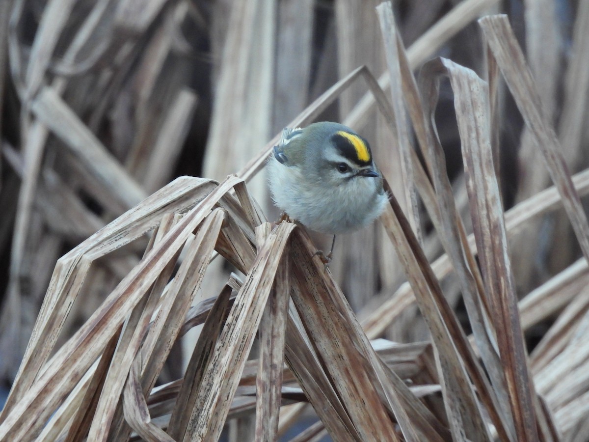 Golden-crowned Kinglet - ML615026723