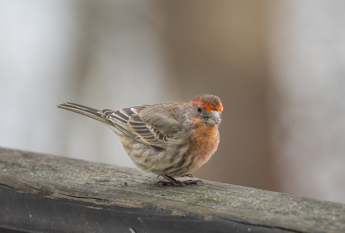 House Finch - ML615026738