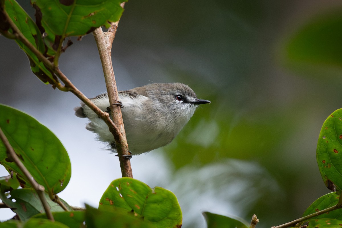 Brown Gerygone - ML615026741