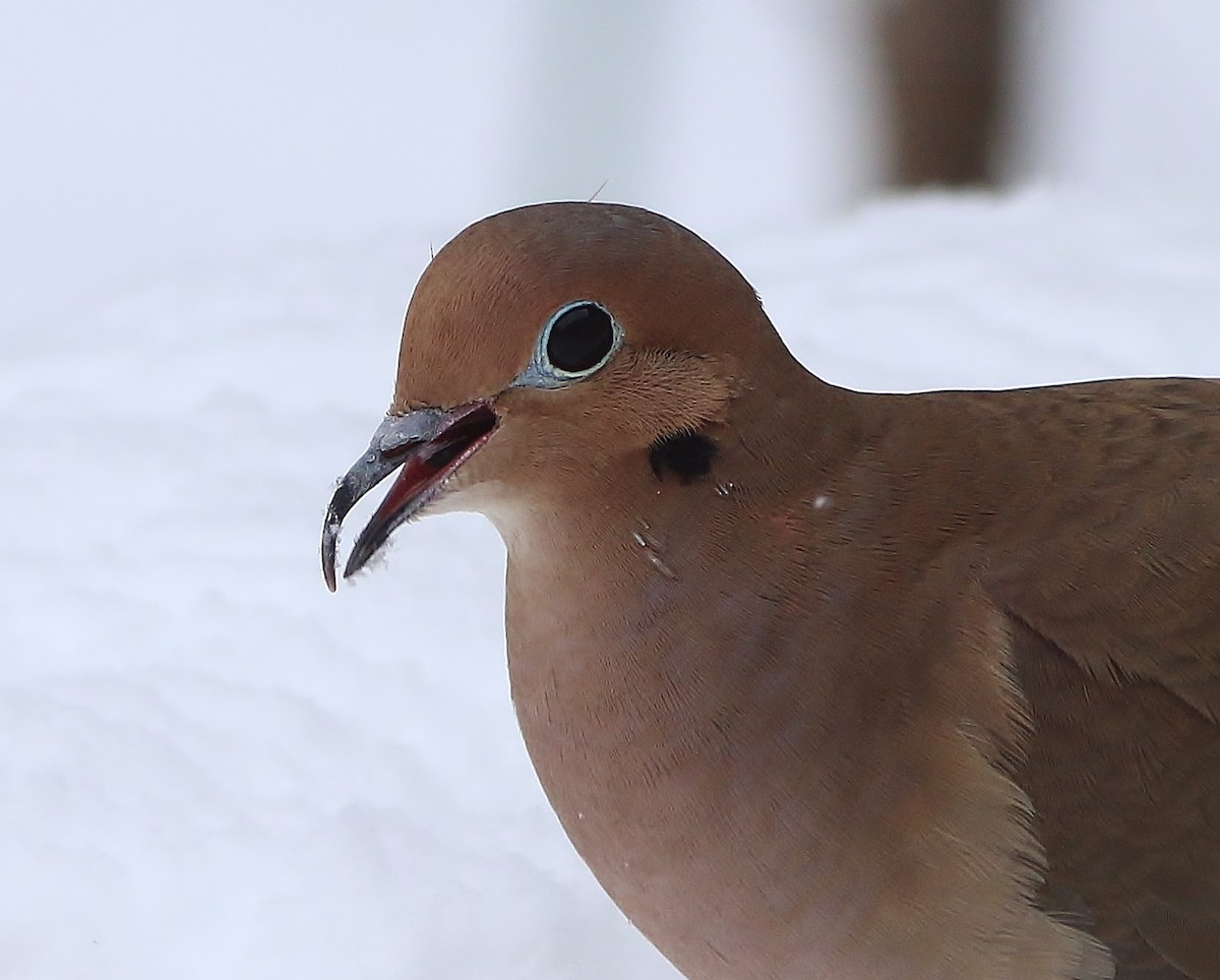 Mourning Dove - ML615026746