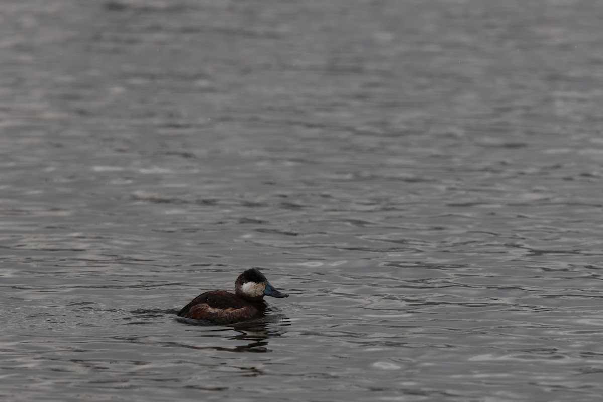 Ruddy Duck - ML615026817