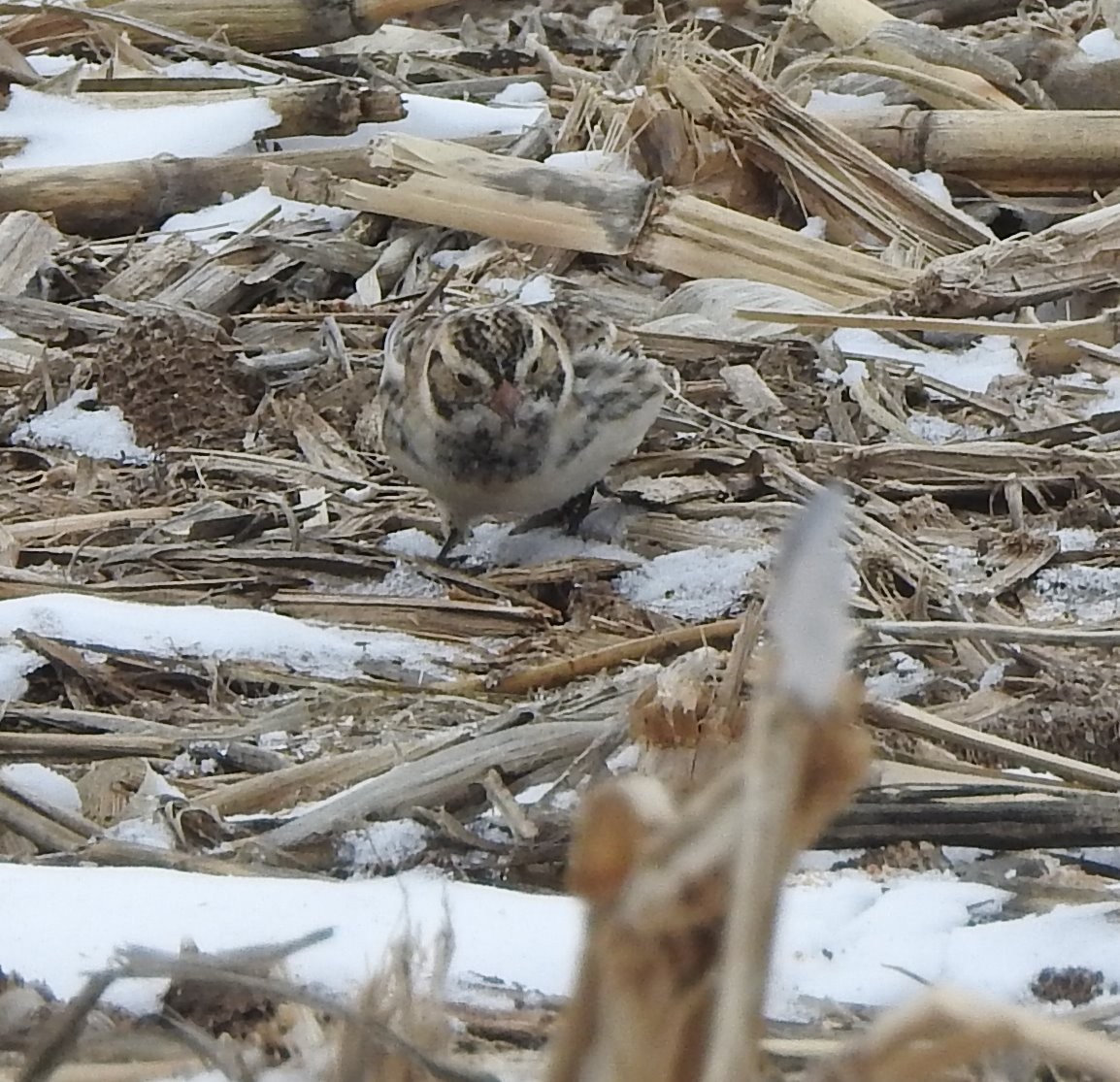 Lapland Longspur - ML615026825