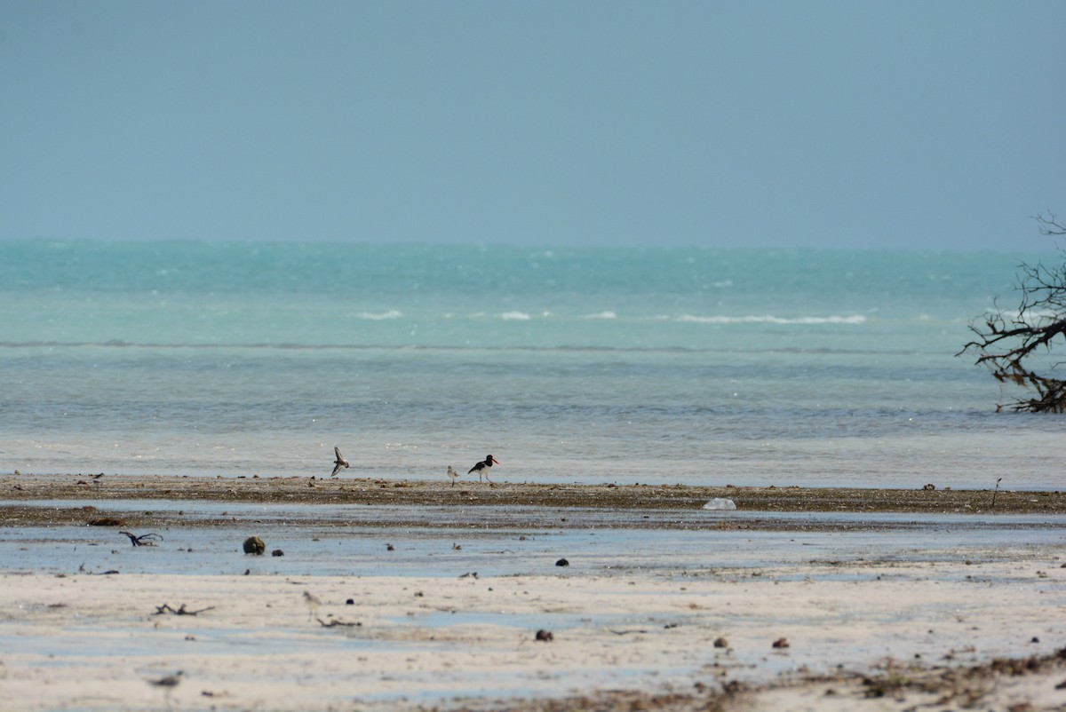 American Oystercatcher - ML615026919