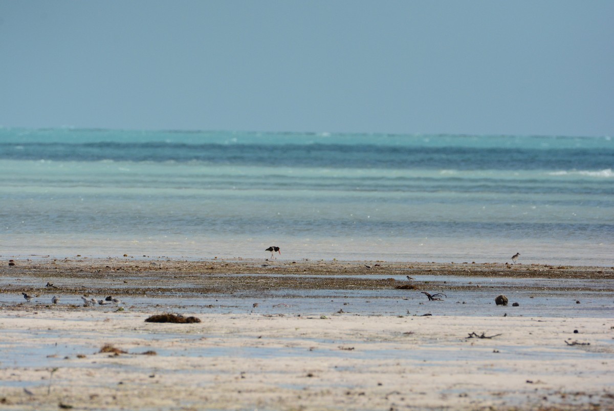 American Oystercatcher - ML615026920